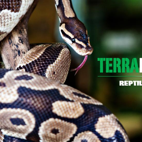 Terrariet Reptile Zoo